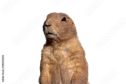 Prairie Dog, Cynomys, closeup standing PNG