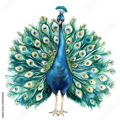 A watercolor drawing of a peacock spreading its feathers, isolated on a white background. Peacock spreading feathers vector.
