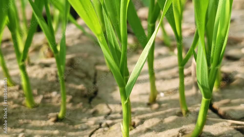 Young green crop stalks growing in a field under natural sunlight Young green crop stalks growing in a field under natural sunlight