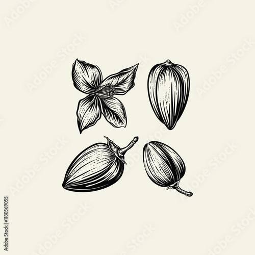 Almond hand drawn design vector template illustration