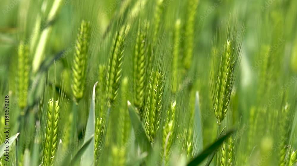 Green wheat fields sway gently in the spring breeze, capturing the essence of nature’s renewal Green wheat fields sway gently in the spring breeze, capturing the essence of nature’s renewal