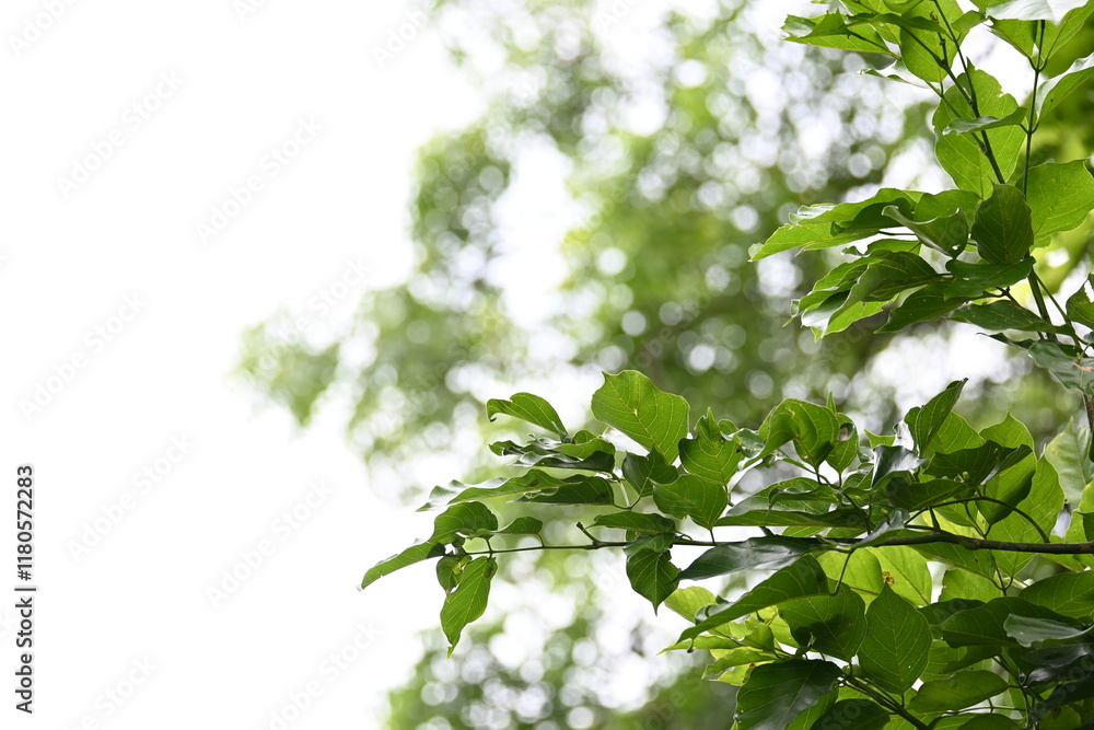 Millettia pinnata tree. It is a species of tree in the pea family Fabaceae. Its other names  Pongamia pinnata, Indian beech and Pongame oiltree. Oil is extracted from its seeds. Ayurvedic medicine.