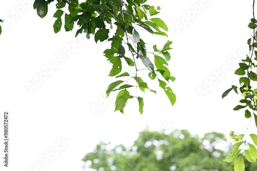 Millettia pinnata tree. It is a species of tree in the pea family Fabaceae. Its other names  Pongamia pinnata, Indian beech and Pongame oiltree. Oil is extracted from its seeds. Ayurvedic medicine. photo