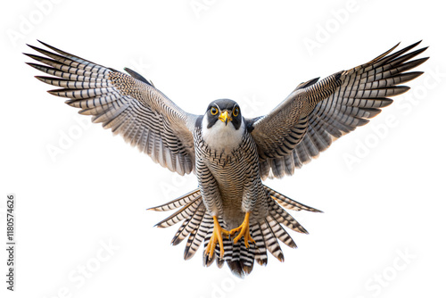 Peregrine Falcon in Flight