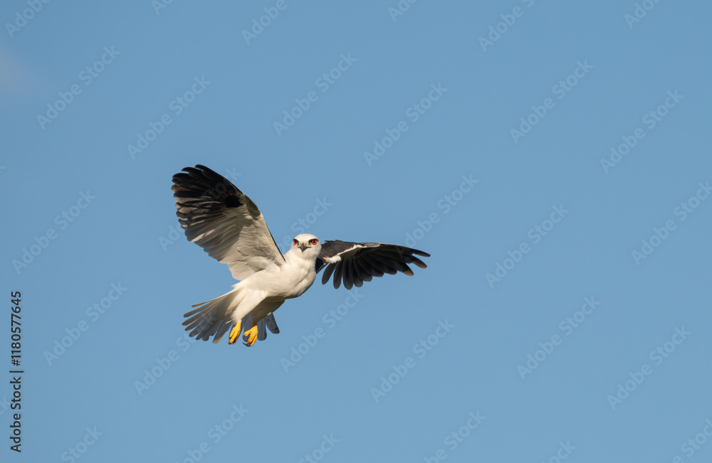 Hovering Kite (Elanus caeruleus) isolated background. Hovering Kite (Elanus caeruleus) isolated background.