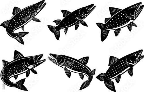 Set of Black Silhouette of a Salmon Fish on a White Background - Vector Illustration