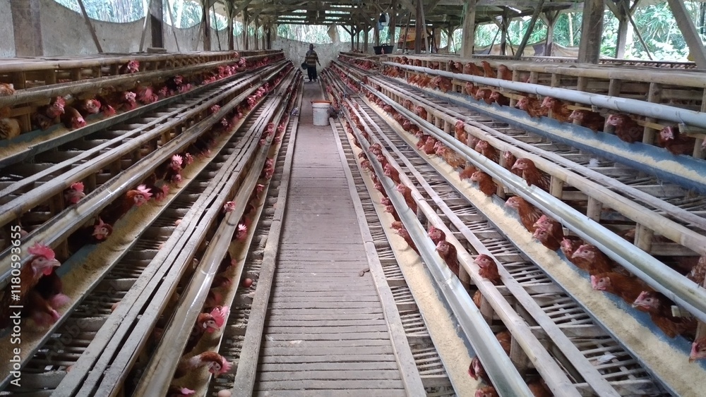 Obraz premium Agricultural concept: Rows of chicken coops housing hundreds of laying hens producing eggs