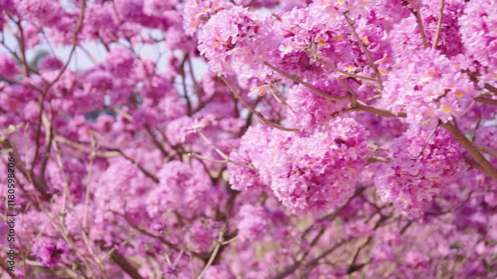 Purple bell tree in full bloom in Jiangmen, Guangdong Purple bell tree in full bloom in Jiangmen, Guangdong