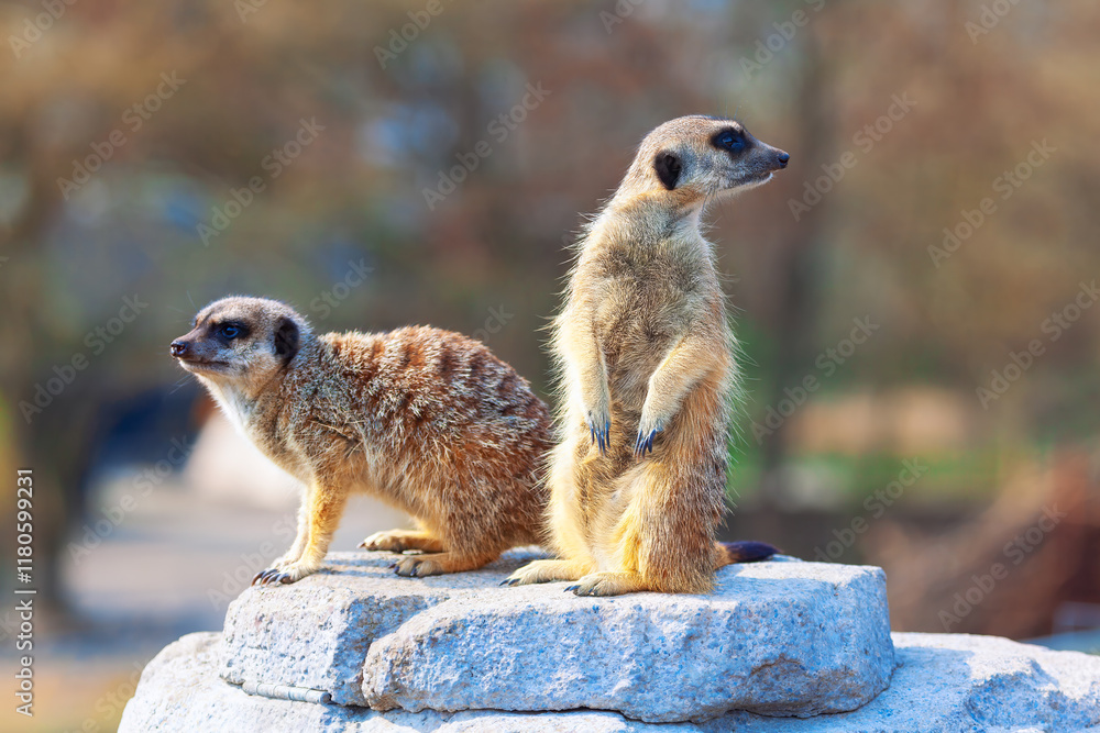 Two meerkats standing on a rock, one meerkat standing upright on its hind legs and the other meerkat on all fours. Typical vigilant behavior of meerkats, often seen standing on lookout for predators