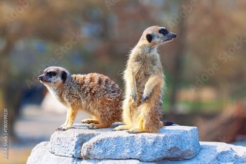 Obraz na płótnie Two meerkats standing on a rock, one meerkat standing upright on its hind legs and the other meerkat on all fours. Typical vigilant behavior of meerkats, often seen standing on lookout for predators w salonie