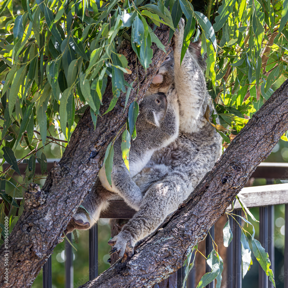 Obraz premium Close-up of a Koala (Phascolarctos cinereus) joey reaching up to its mother, while holding on to her lap. Koalas are marsupials native to Australia.