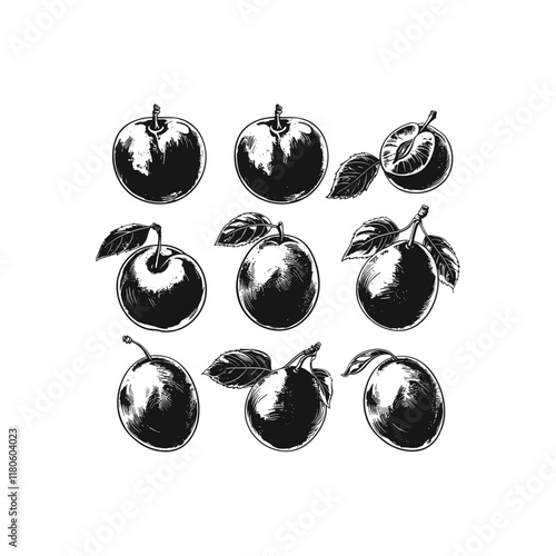 plum fruits hand drawn engraving design vector template