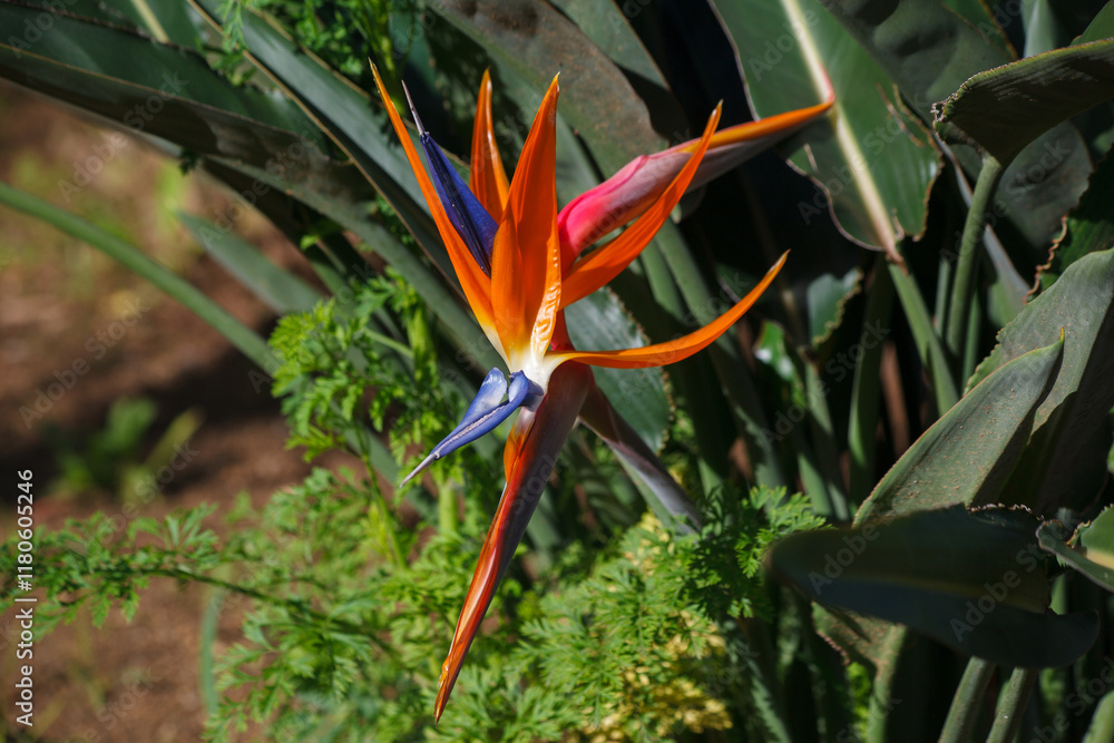 Bird of paradise flower, Strelitzia reginae, blooming flower in Gran Piedra botanical gardens, Santiago de Cuba