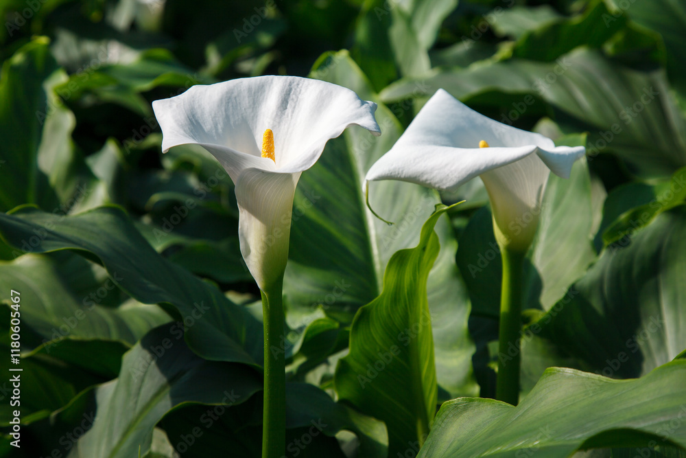 Zantedeschia aethiopica, commonly known as calla lily and arum lily in Gran Piedra botanical gardens, Santiago de Cuba