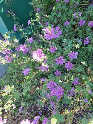 flowersA close-up of delicate wildflowers with soft pink petals and dark purple centers. The flowers are blooming abundantly among green leaves and blades of grass. in the garden photo