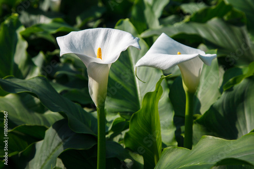 Obraz na płótnie Zantedeschia aethiopica, commonly known as calla lily and arum lily in Gran Piedra botanical gardens, Santiago de Cuba w salonie