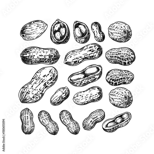 set of peanuts hand drawn design vector template illustration