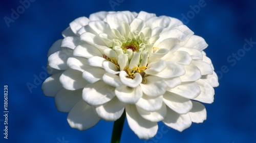 4.A high-resolution image of a white zinnia flower reaching towards a deep blue sky, set in the picturesque town of Belmont, Massachusetts. The petals are fully open, showcasing their velvety photo