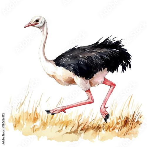 A watercolor painting of an ostrich running through the savanna, isolated on a white background. Ostrich vector.
