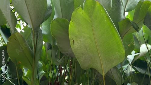 Mylasia plants are lush green in the daytime photo