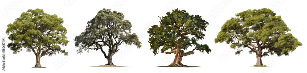 Oak tree png cut out element set, transparent background Oak tree png cut out element set, transparent background