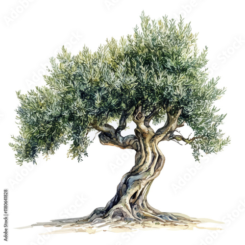 A watercolor vector of an olive tree, isolated on a white background. Olive tree vector.
