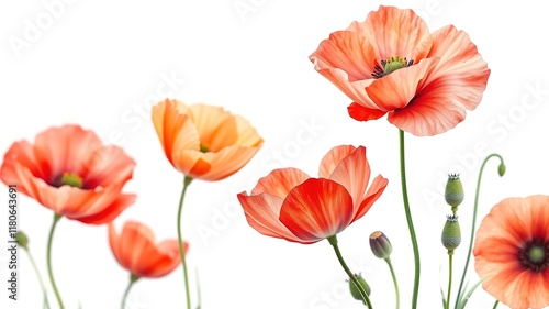 Watercolor Poppies - Whimsical Floral Art