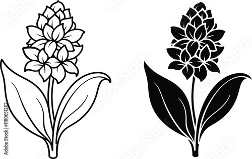 Siam Tulip Flower Line Art Black and White Illustrations