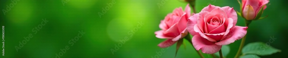 A stunning pink rose bouquet against a lush green background, pink rose, floral, spring A stunning pink rose bouquet against a lush green background, pink rose, floral, spring
