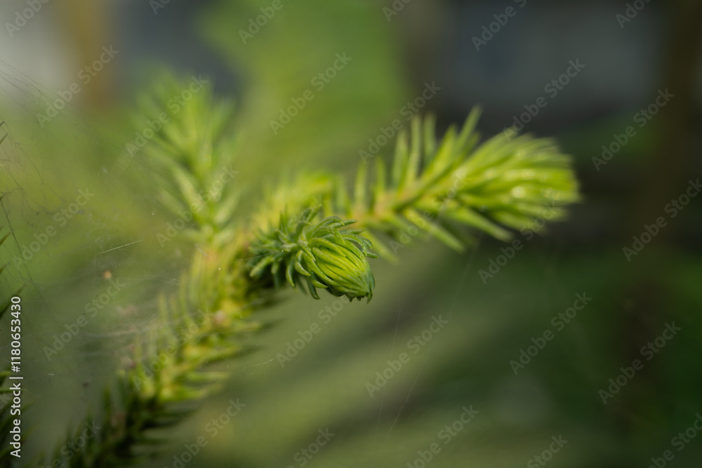 Close-Up of a Young Pine Needle Bud Close-Up of a Young Pine Needle Bud