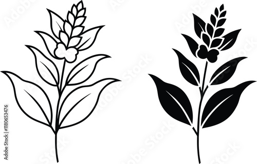 Simple Line Art and Silhouette of Galangal Plant