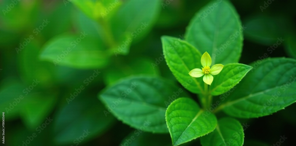 Leafy foliage surrounding a small green flower, nature, plant, foliage Leafy foliage surrounding a small green flower, nature, plant, foliage