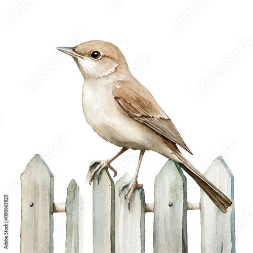 A watercolor vector of a nightingale perched on a garden fence, isolated on a white background. Nightingale vector.
