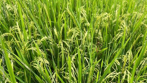 Rice plants in fields that have started to turn yellow
