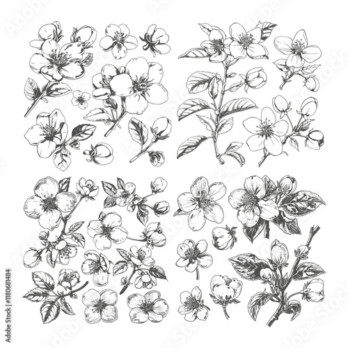 set of apple blossom flowers hand drawn design vector template