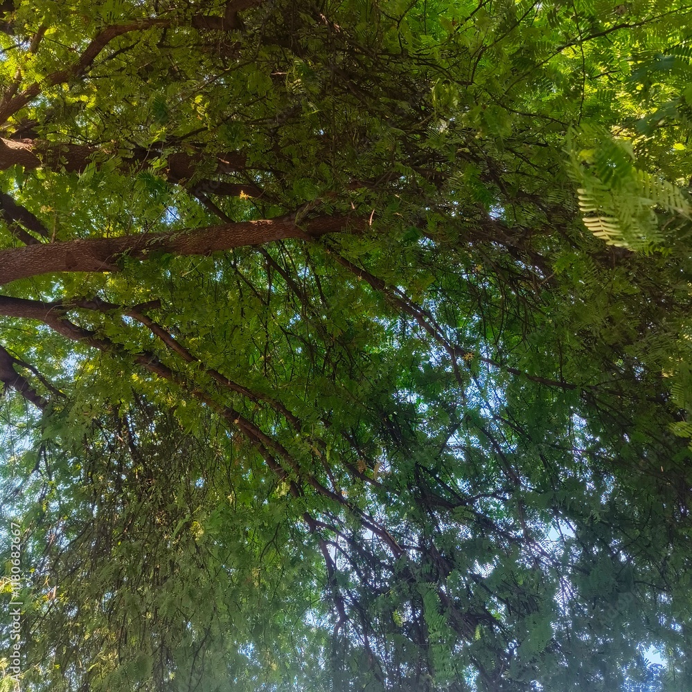 Fototapeta premium green leaves of a tree