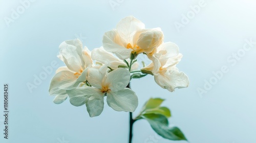 Delicate White Blossoms  Spring Flowers  Soft Blue Background  Floral Photography  Nature
