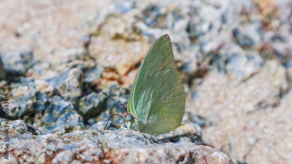 Selective focus of a close up Common Emigrant butterfly resting in a coral on the beach. Catopsilia pomona butterfly rest on a beach rock. Macro shot of Lemon Emigrant butterfly in a beach. Selective focus of a close up Common Emigrant butterfly resting in a coral on the beach. Catopsilia pomona butterfly rest on a beach rock. Macro shot of Lemon Emigrant butterfly in a beach.