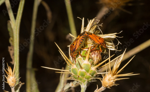 Carpocoris pudicus is a species of shield bug in the family Pentatomidae. Reproduction of insects. Male and female in the process of coitus. photo