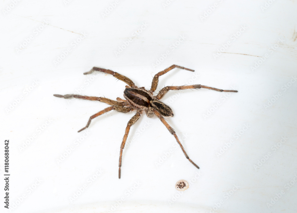 Hogna radiata is a species of wolf spider. A male insect with seven legs. Hogna radiata is a species of wolf spider. A male insect with seven legs.