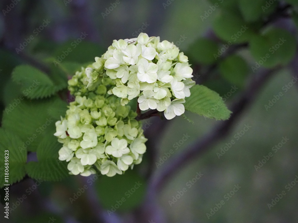 白い花 オオデマリ 白い花 オオデマリ