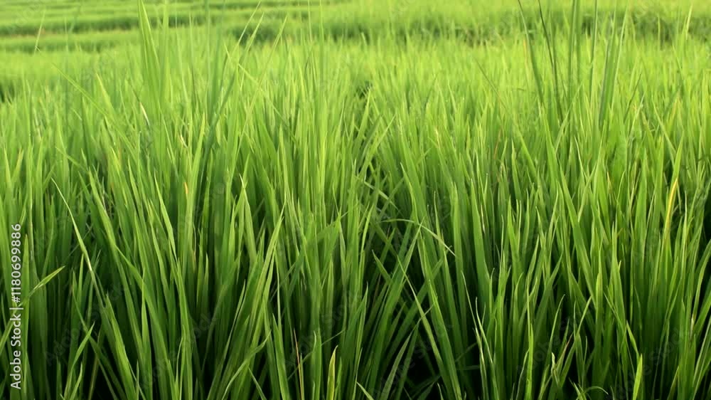 Videography of fresh green leaves of rice plants in the fields seen up close. Videography of fresh green leaves of rice plants in the fields seen up close.