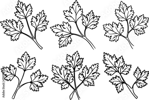 Set of parsley outline coloring book page line art vector illustration