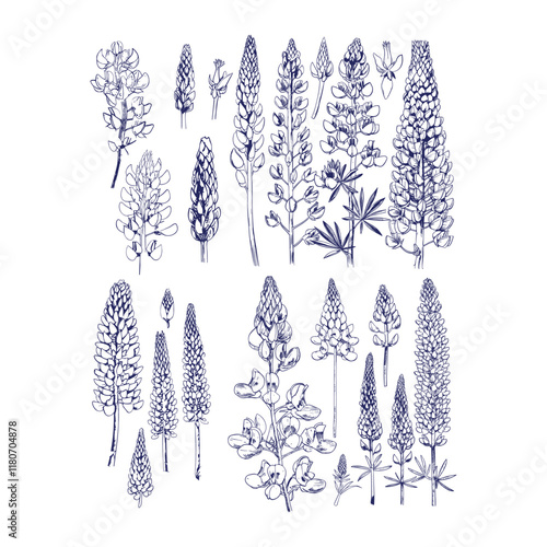 set of lupine flowers design vector template