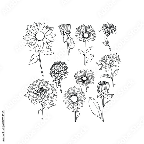 Set of modern aster flowers design vector template