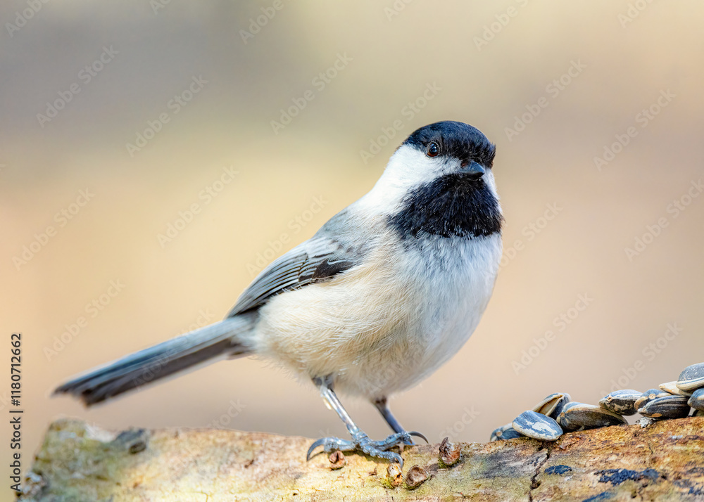 Fototapeta premium Black-capped chickadee perched on rock with soft natural background