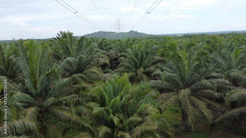 Fototapeta premium View a huge area of Agricultural industry palm oil tree plantation aerial view with high voltage power line. The green and vast tropical rain forest.