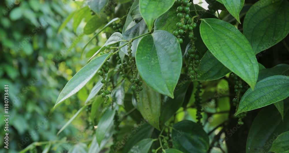 Black pepper fruits grow on tree in garden Black pepper fruits grow on tree in garden
