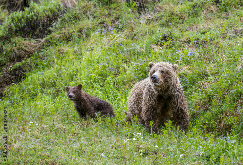 Fototapeta premium Sow With Spring Cubs In Denali National Park