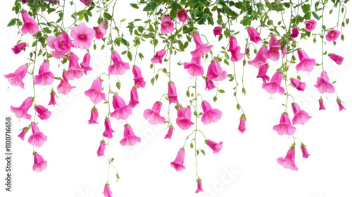 Wallpaper Mural Hanging flowers transparent background Torontodigital.ca